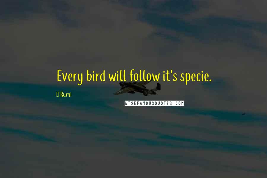 Rumi Quotes: Every bird will follow it's specie.