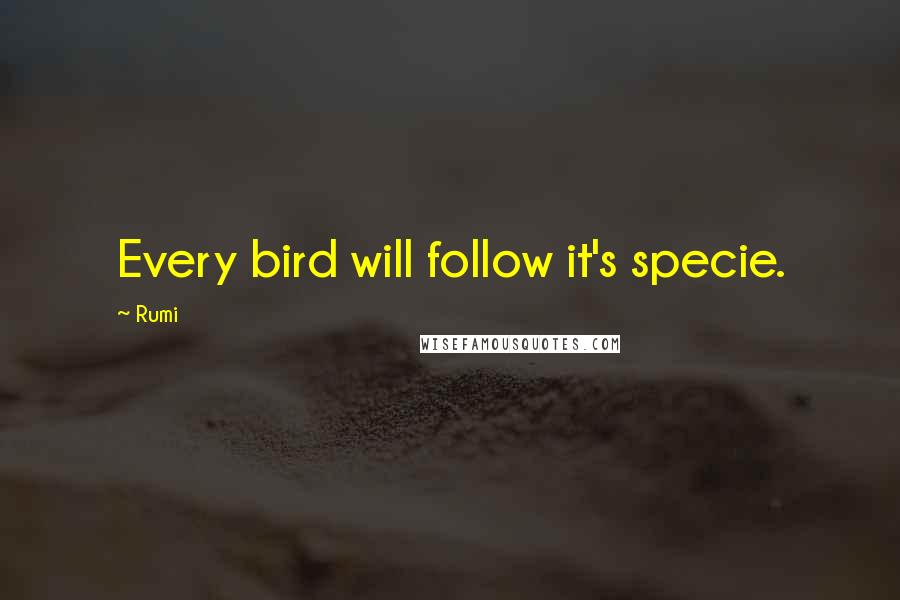 Rumi Quotes: Every bird will follow it's specie.