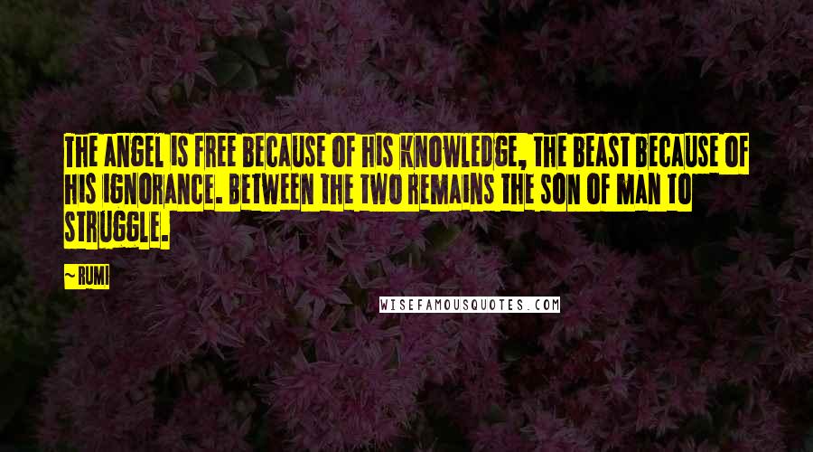 Rumi Quotes: The angel is free because of his knowledge, the beast because of his ignorance. Between the two remains the son of man to struggle.