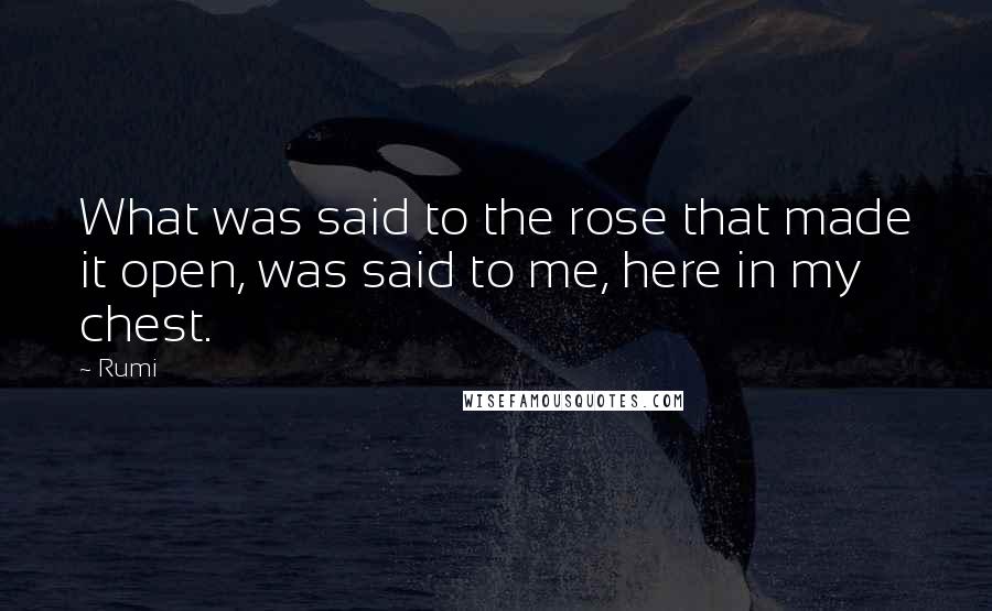 Rumi Quotes: What was said to the rose that made it open, was said to me, here in my chest.