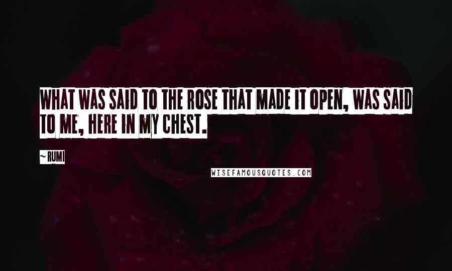 Rumi Quotes: What was said to the rose that made it open, was said to me, here in my chest.