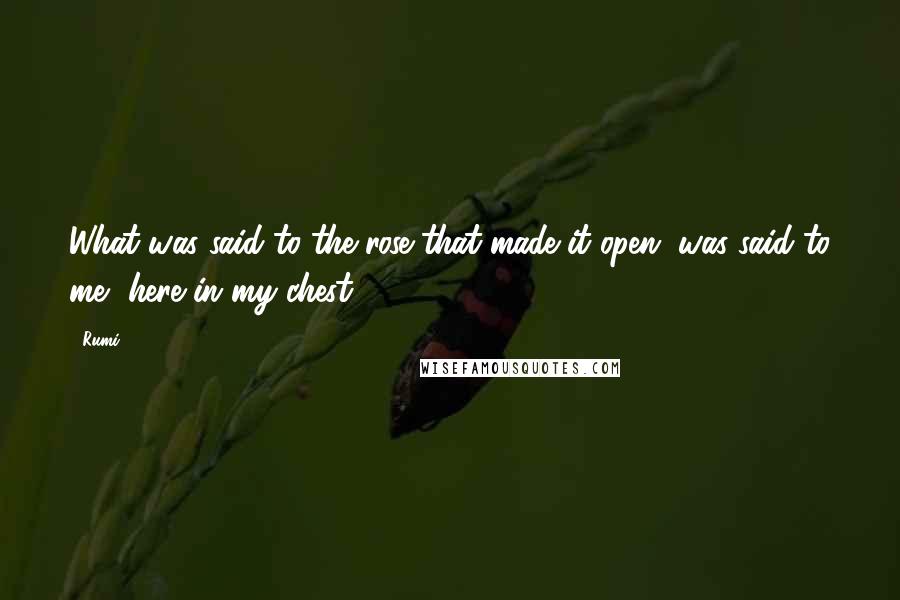 Rumi Quotes: What was said to the rose that made it open, was said to me, here in my chest.