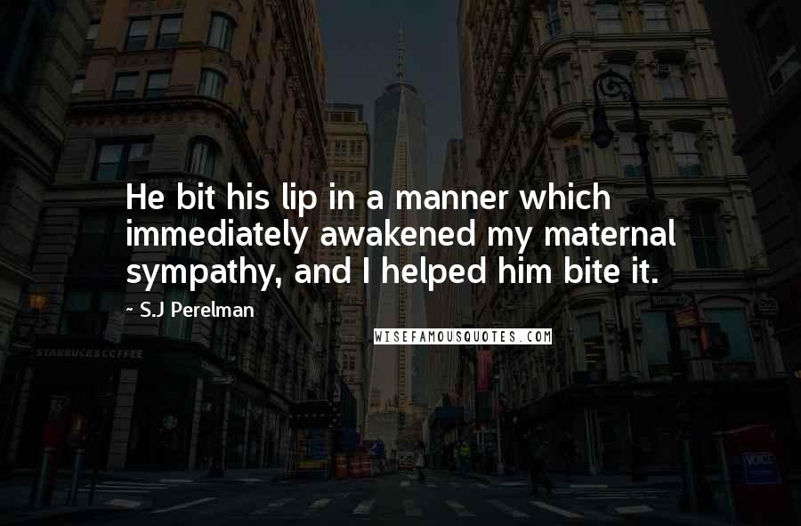 S.J Perelman Quotes: He bit his lip in a manner which immediately awakened my maternal sympathy, and I helped him bite it.