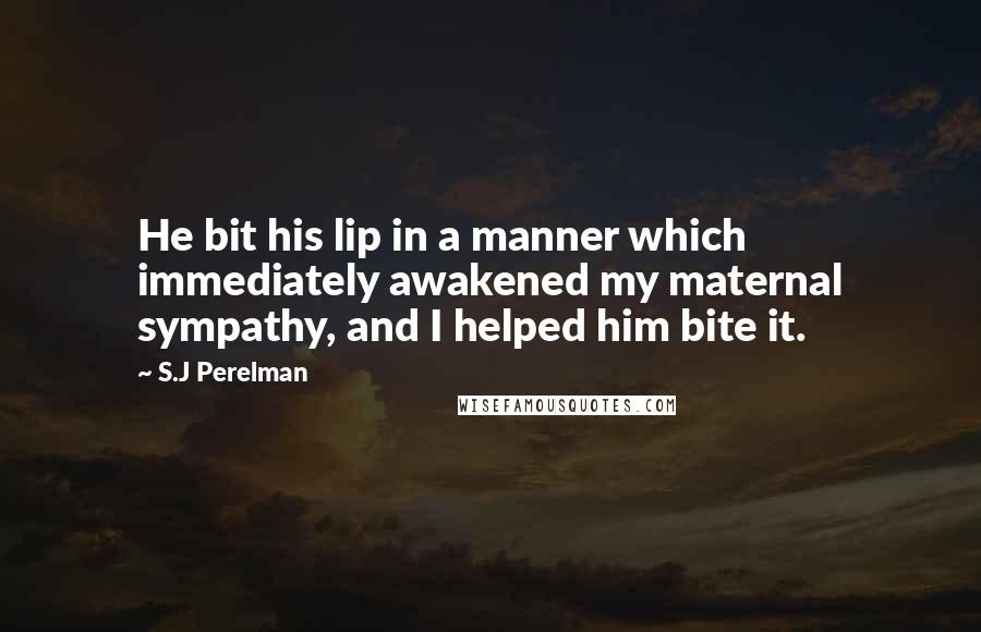 S.J Perelman Quotes: He bit his lip in a manner which immediately awakened my maternal sympathy, and I helped him bite it.