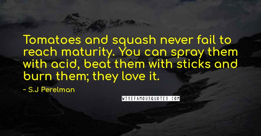 S.J Perelman Quotes: Tomatoes and squash never fail to reach maturity. You can spray them with acid, beat them with sticks and burn them; they love it.