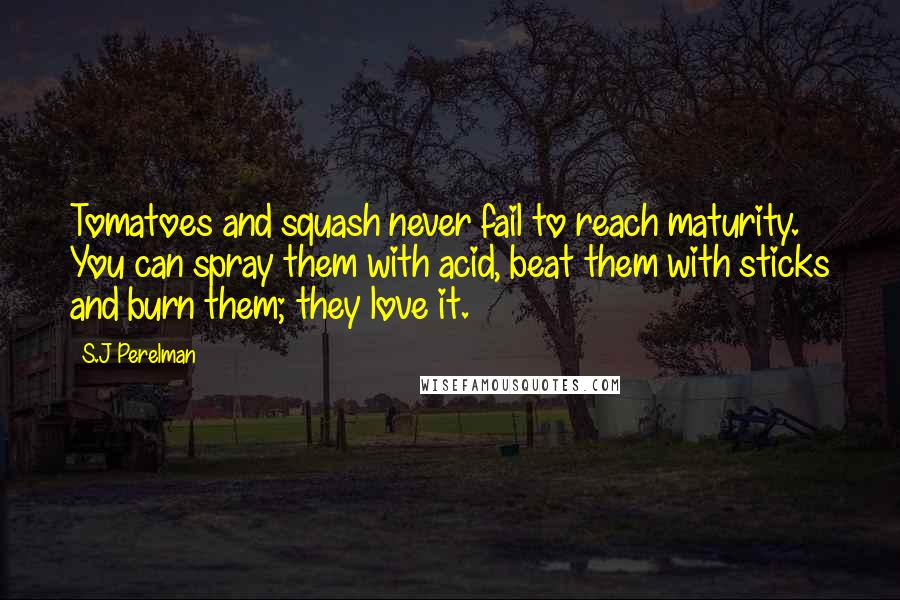 S.J Perelman Quotes: Tomatoes and squash never fail to reach maturity. You can spray them with acid, beat them with sticks and burn them; they love it.