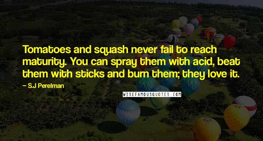 S.J Perelman Quotes: Tomatoes and squash never fail to reach maturity. You can spray them with acid, beat them with sticks and burn them; they love it.