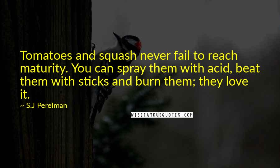 S.J Perelman Quotes: Tomatoes and squash never fail to reach maturity. You can spray them with acid, beat them with sticks and burn them; they love it.