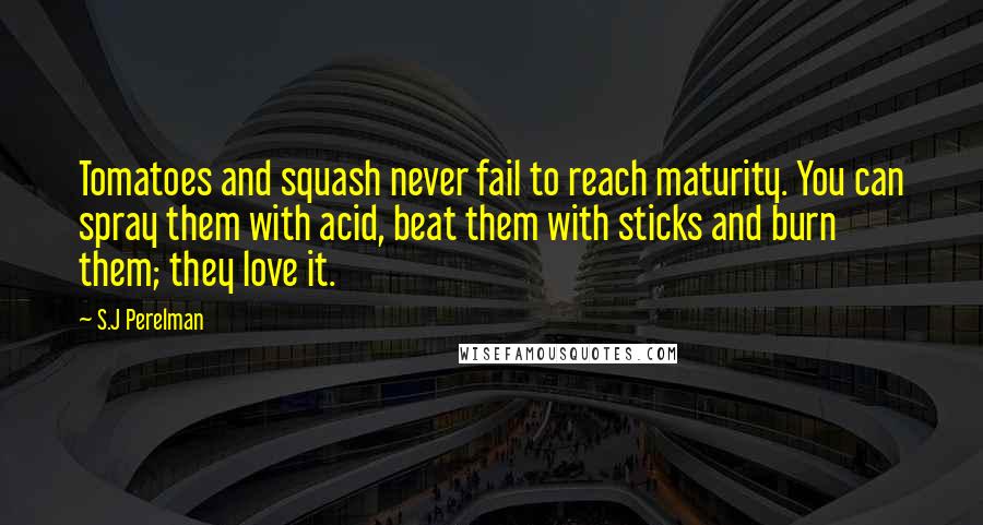 S.J Perelman Quotes: Tomatoes and squash never fail to reach maturity. You can spray them with acid, beat them with sticks and burn them; they love it.