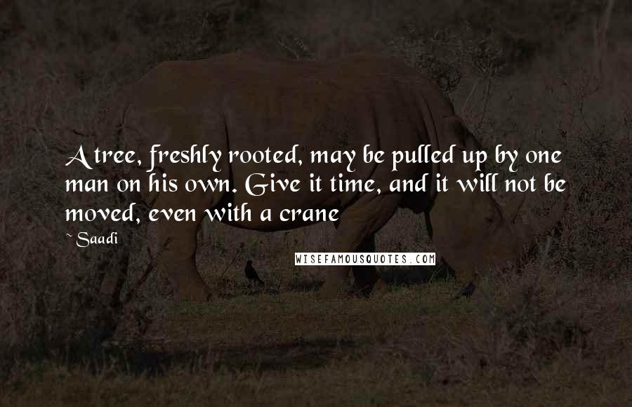 Saadi Quotes: A tree, freshly rooted, may be pulled up by one man on his own. Give it time, and it will not be moved, even with a crane