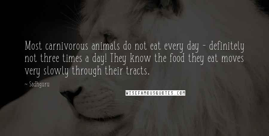 Sadhguru Quotes: Most carnivorous animals do not eat every day - definitely not three times a day! They know the food they eat moves very slowly through their tracts.