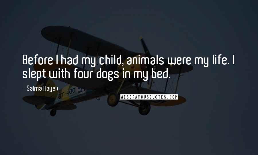 Salma Hayek Quotes: Before I had my child, animals were my life. I slept with four dogs in my bed.