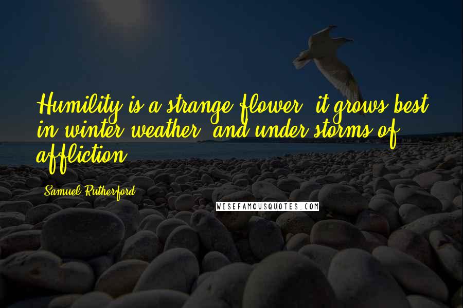 Samuel Rutherford Quotes: Humility is a strange flower; it grows best in winter weather, and under storms of affliction.