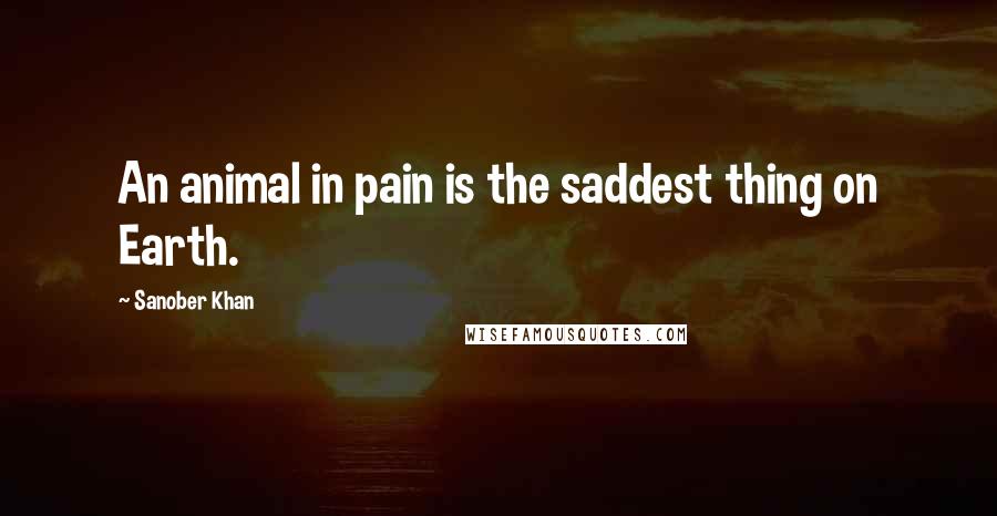 Sanober Khan Quotes: An animal in pain is the saddest thing on Earth.