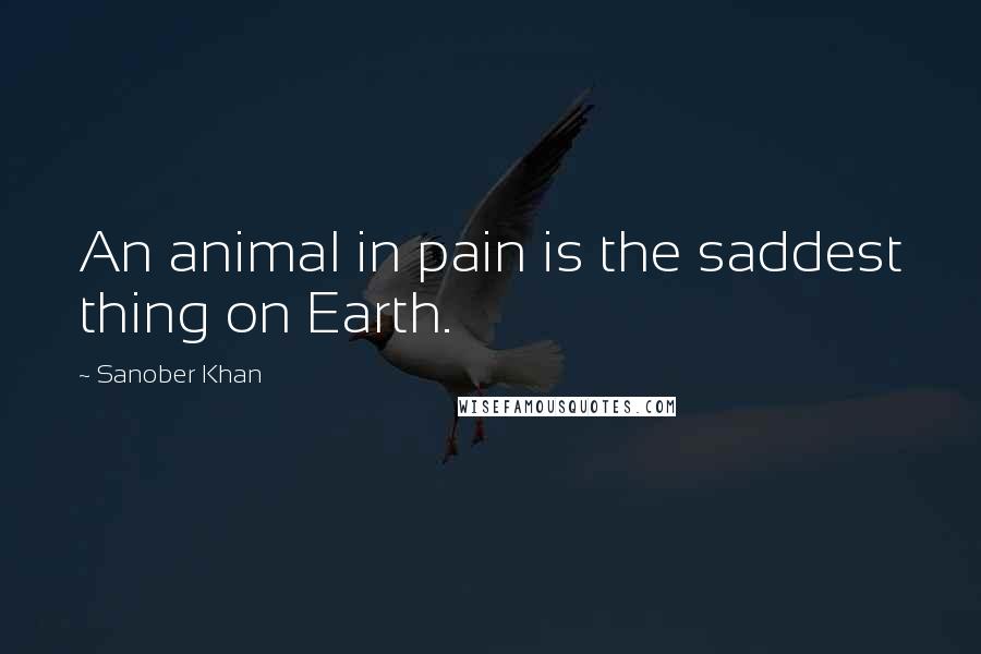 Sanober Khan Quotes: An animal in pain is the saddest thing on Earth.