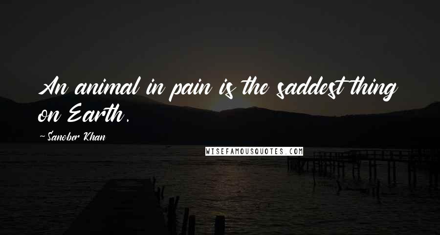 Sanober Khan Quotes: An animal in pain is the saddest thing on Earth.