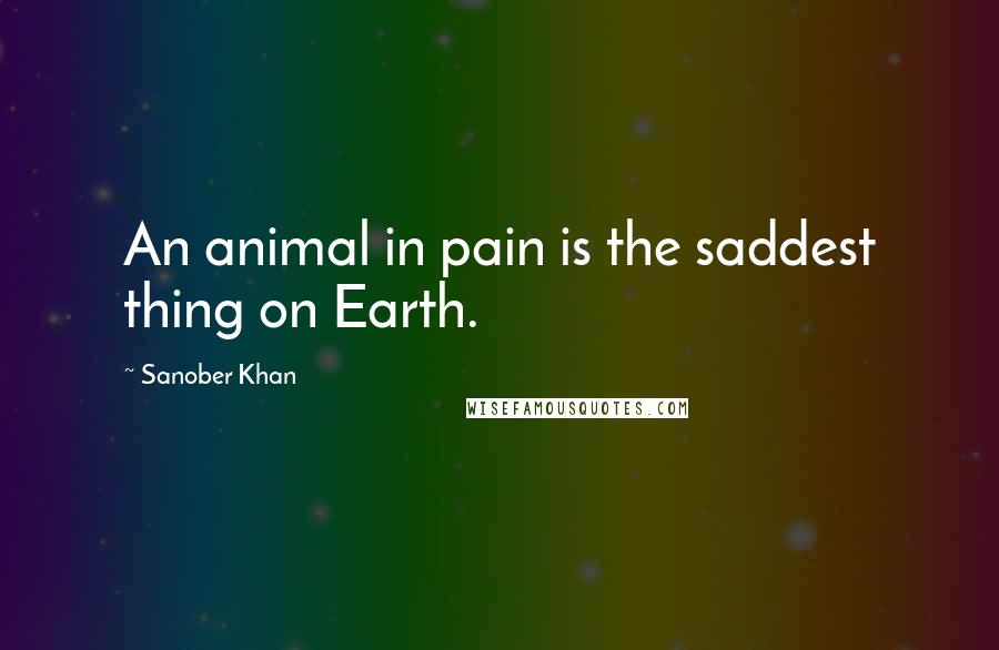 Sanober Khan Quotes: An animal in pain is the saddest thing on Earth.