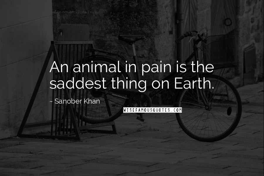 Sanober Khan Quotes: An animal in pain is the saddest thing on Earth.