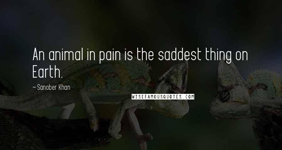 Sanober Khan Quotes: An animal in pain is the saddest thing on Earth.