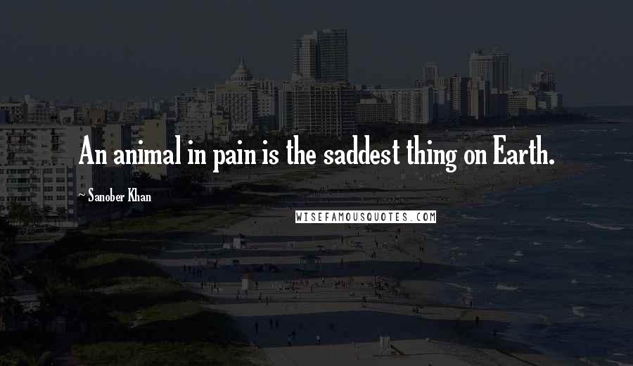 Sanober Khan Quotes: An animal in pain is the saddest thing on Earth.