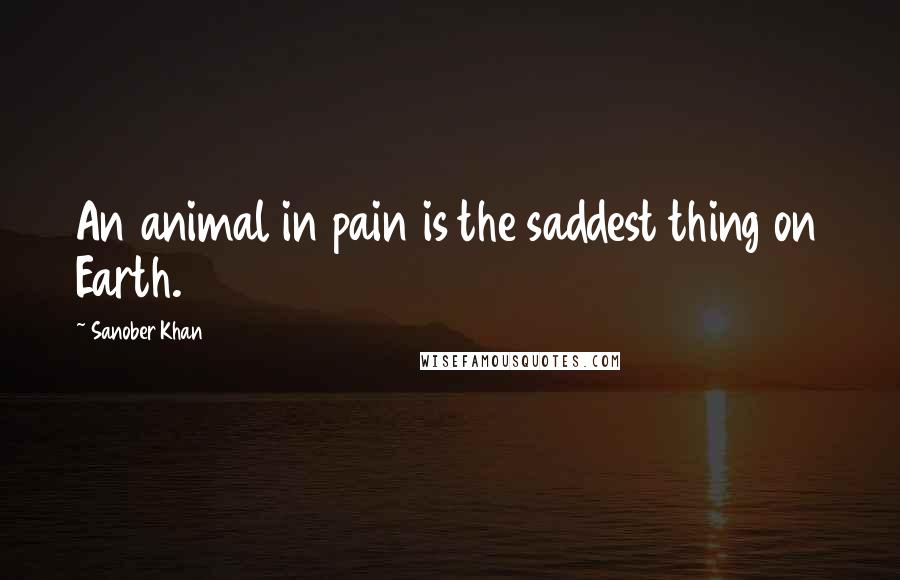 Sanober Khan Quotes: An animal in pain is the saddest thing on Earth.