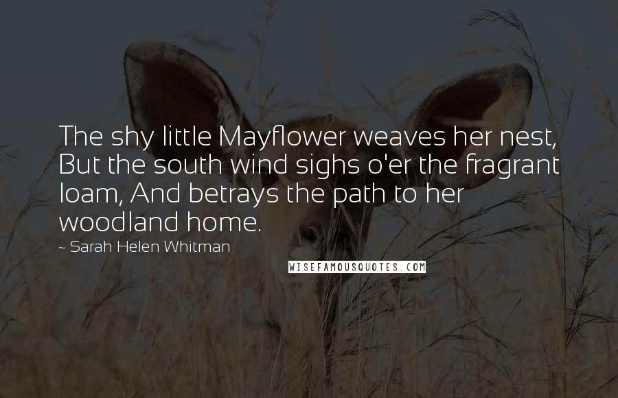Sarah Helen Whitman Quotes: The shy little Mayflower weaves her nest, But the south wind sighs o'er the fragrant loam, And betrays the path to her woodland home.