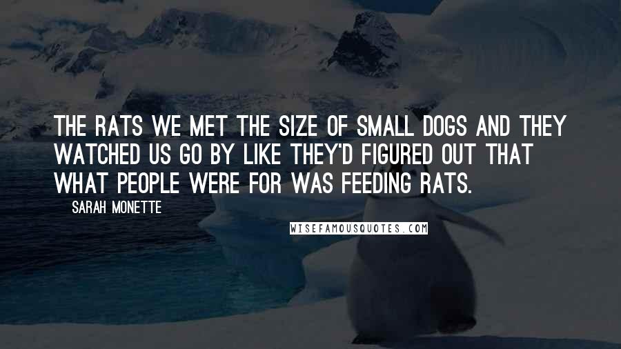 Sarah Monette Quotes: The rats we met the size of small dogs and they watched us go by like they'd figured out that what People were for was feeding rats.