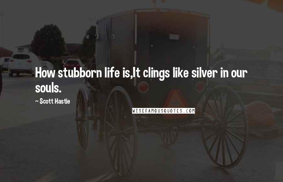 Scott Hastie Quotes: How stubborn life is,It clings like silver in our souls.