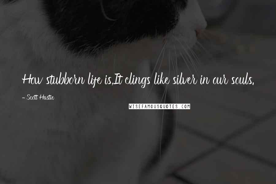 Scott Hastie Quotes: How stubborn life is,It clings like silver in our souls.