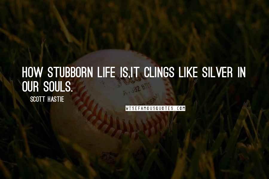 Scott Hastie Quotes: How stubborn life is,It clings like silver in our souls.