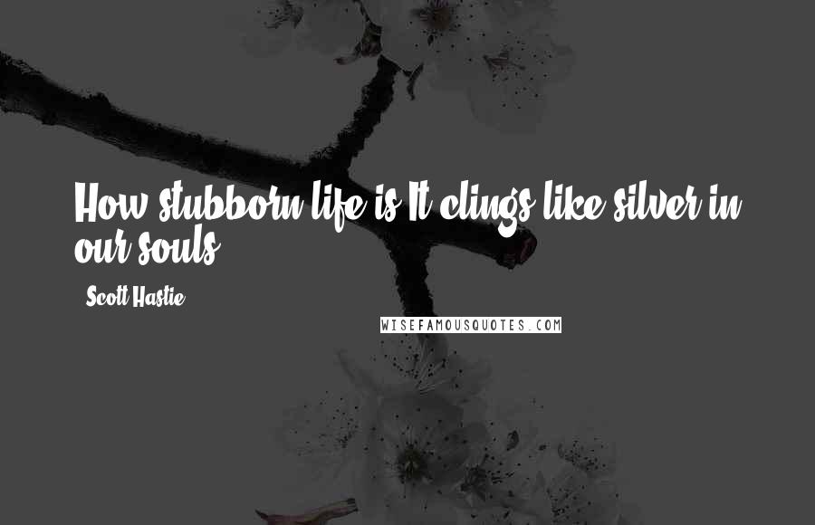 Scott Hastie Quotes: How stubborn life is,It clings like silver in our souls.