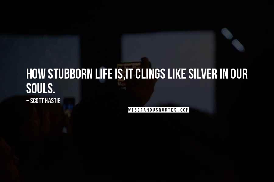 Scott Hastie Quotes: How stubborn life is,It clings like silver in our souls.