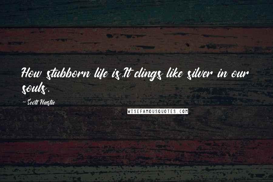 Scott Hastie Quotes: How stubborn life is,It clings like silver in our souls.