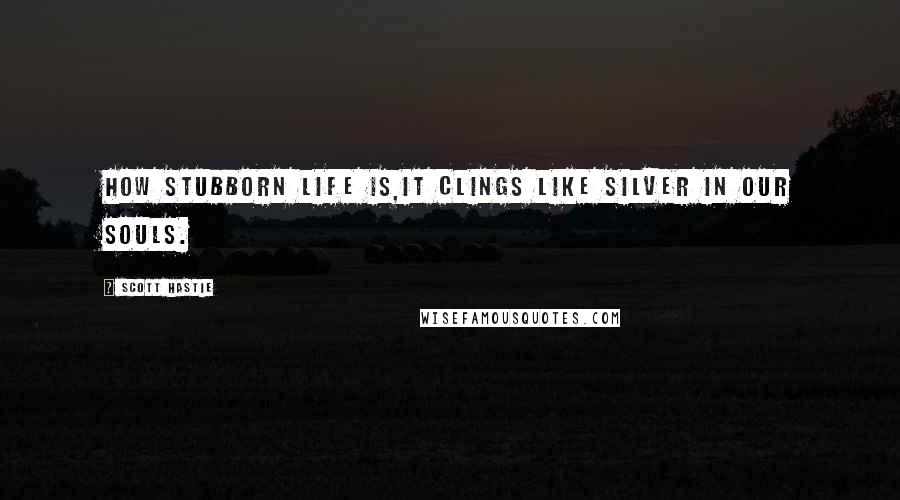 Scott Hastie Quotes: How stubborn life is,It clings like silver in our souls.