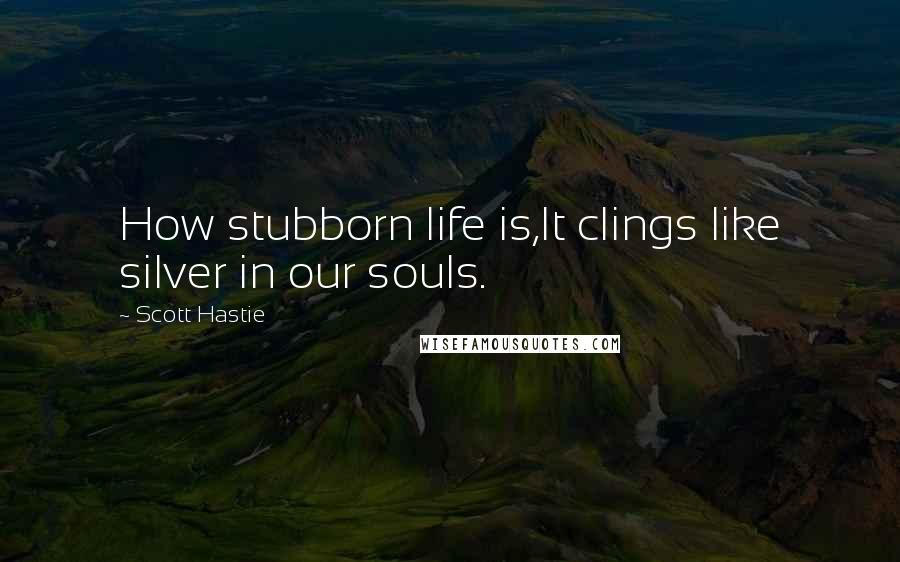 Scott Hastie Quotes: How stubborn life is,It clings like silver in our souls.