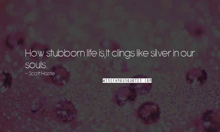 Scott Hastie Quotes: How stubborn life is,It clings like silver in our souls.