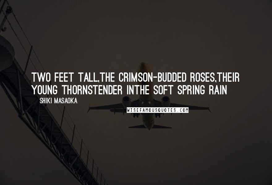 Shiki Masaoka Quotes: two feet tall,the crimson-budded roses,their young thornstender inthe soft spring rain