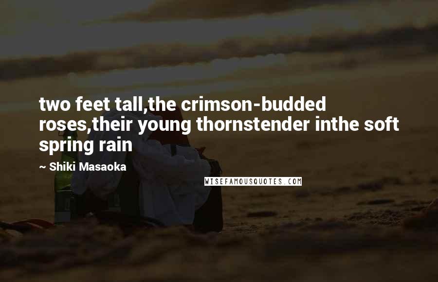 Shiki Masaoka Quotes: two feet tall,the crimson-budded roses,their young thornstender inthe soft spring rain