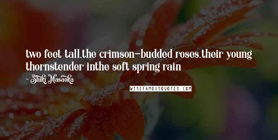 Shiki Masaoka Quotes: two feet tall,the crimson-budded roses,their young thornstender inthe soft spring rain