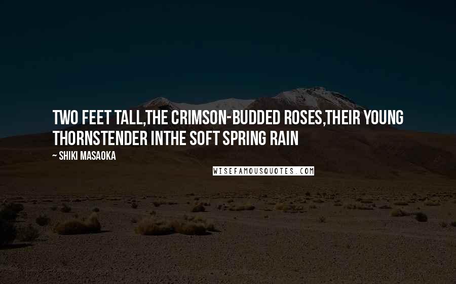 Shiki Masaoka Quotes: two feet tall,the crimson-budded roses,their young thornstender inthe soft spring rain