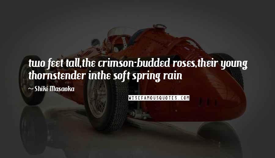 Shiki Masaoka Quotes: two feet tall,the crimson-budded roses,their young thornstender inthe soft spring rain