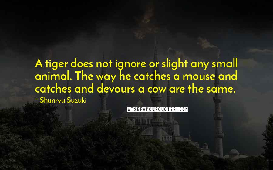 Shunryu Suzuki Quotes: A tiger does not ignore or slight any small animal. The way he catches a mouse and catches and devours a cow are the same.