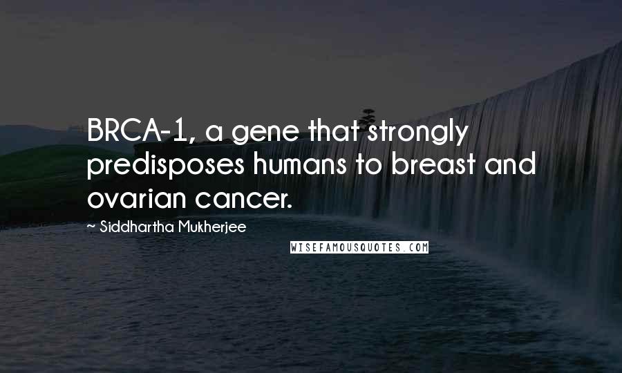 Siddhartha Mukherjee Quotes: BRCA-1, a gene that strongly predisposes humans to breast and ovarian cancer.