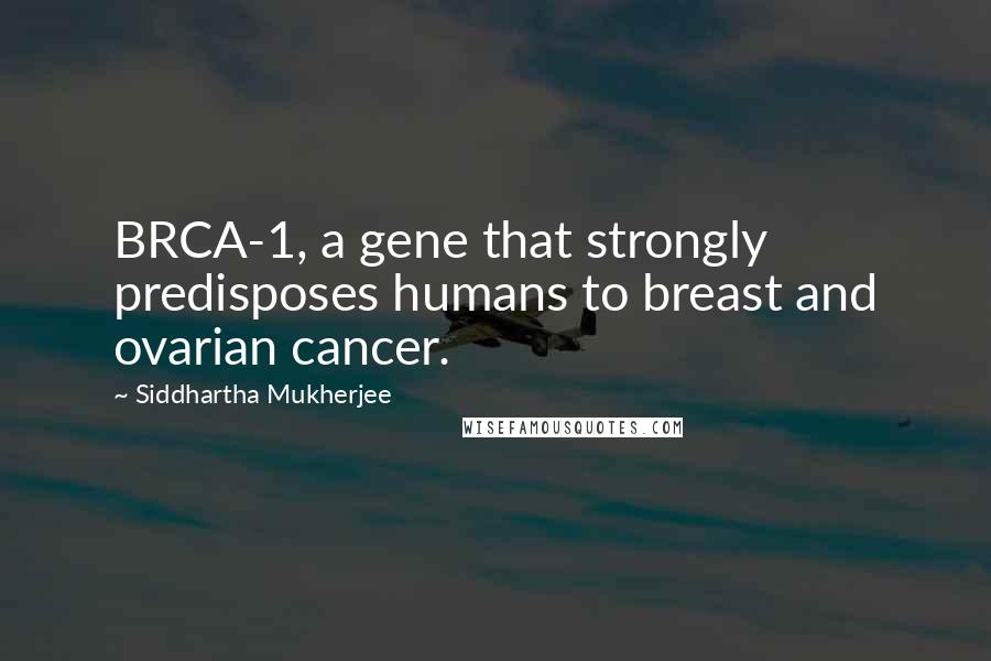 Siddhartha Mukherjee Quotes: BRCA-1, a gene that strongly predisposes humans to breast and ovarian cancer.