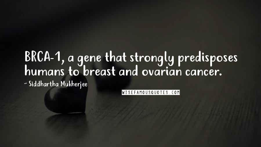 Siddhartha Mukherjee Quotes: BRCA-1, a gene that strongly predisposes humans to breast and ovarian cancer.