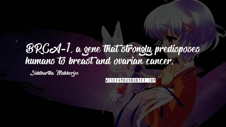 Siddhartha Mukherjee Quotes: BRCA-1, a gene that strongly predisposes humans to breast and ovarian cancer.