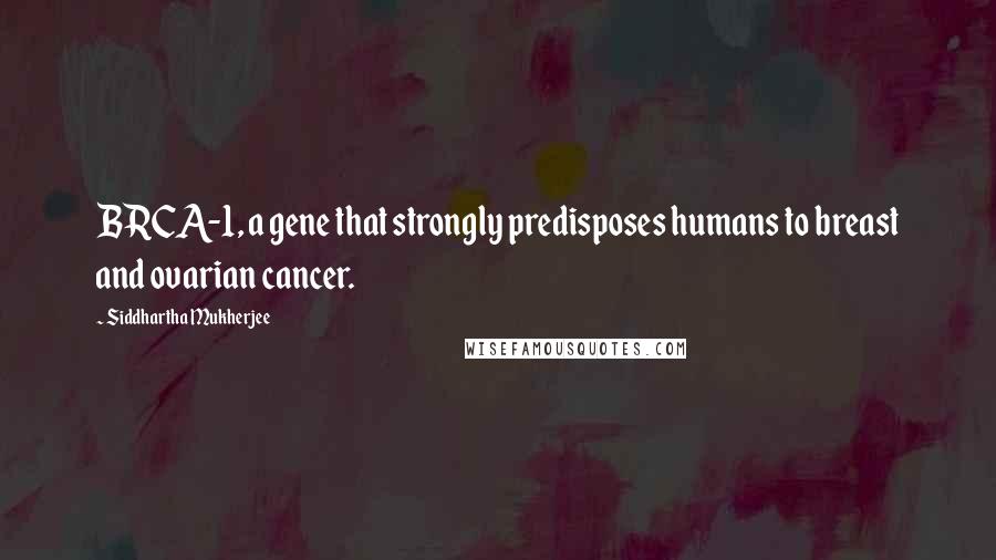 Siddhartha Mukherjee Quotes: BRCA-1, a gene that strongly predisposes humans to breast and ovarian cancer.