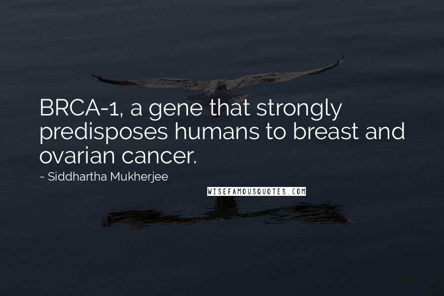 Siddhartha Mukherjee Quotes: BRCA-1, a gene that strongly predisposes humans to breast and ovarian cancer.