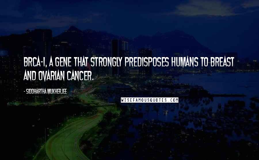 Siddhartha Mukherjee Quotes: BRCA-1, a gene that strongly predisposes humans to breast and ovarian cancer.