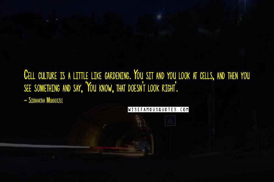 Siddhartha Mukherjee Quotes: Cell culture is a little like gardening. You sit and you look at cells, and then you see something and say, 'You know, that doesn't look right'.